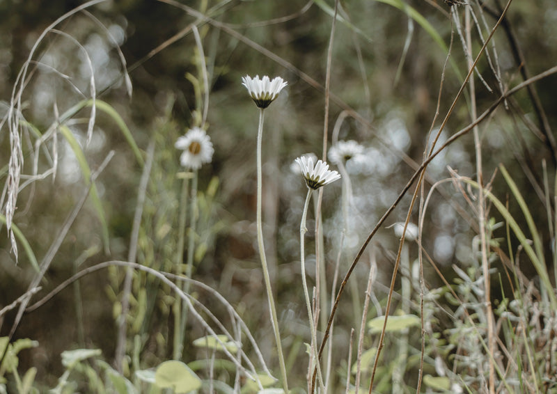 Close-up of white daisies on tall stems among grass with a blurred green meadow background