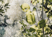 Backlit green leaves with serrated edges against a blurred white blossom background