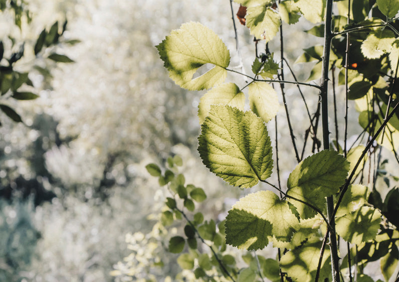 Backlit Green Leaves