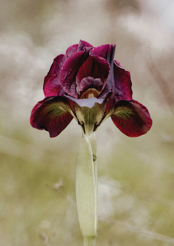 Close-up photo of a burgundy iris bloom against a softly blurred background.