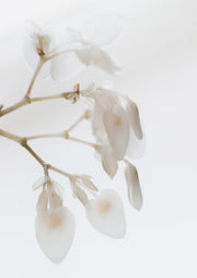 Close-up of pale white and cream petals on a slender branch against a soft white background.