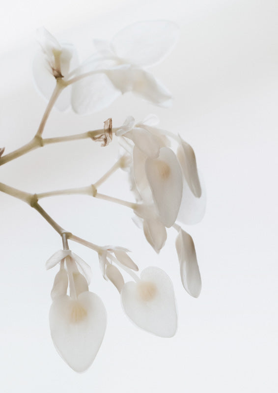 Close-up of pale white and cream petals on a slender branch against a soft white background.