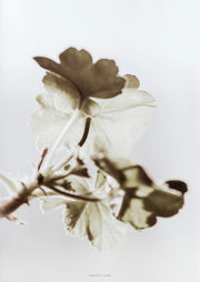 Close-up sepia toned photograph of scalloped leaves against a pale background