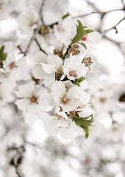 Close-up photograph of white cherry blossom clusters with green leaves and blurred branches