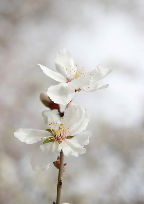 Single Blossom Stem