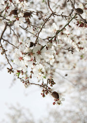 Close-up photograph of white almond blossom flowers with pink centres on bare branches