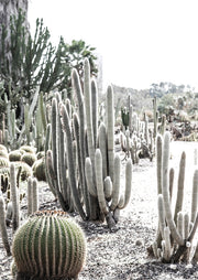 Tall cacti and a barrel cactus in a desert garden with palms in soft background light
