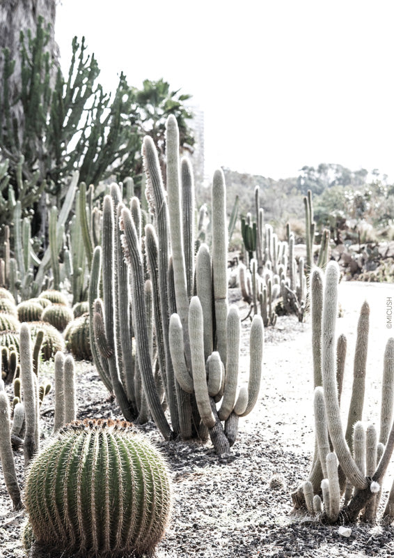 Desert Cactus Garden