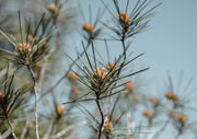 Close-up of pine branch tips with orange buds against a blue sky, blurred background