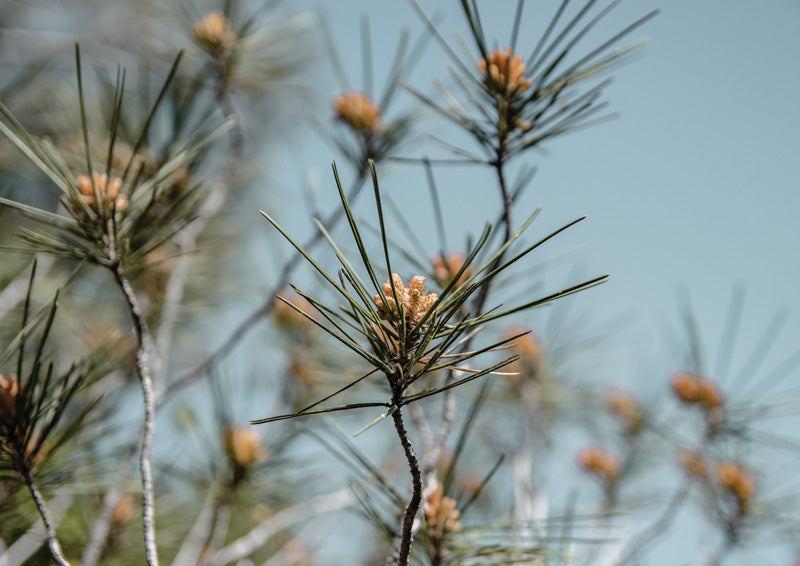 Pine Branch Detail