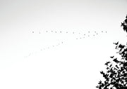 Silhouette of a flock of birds flying across a pale sky beside dark tree branch foliage