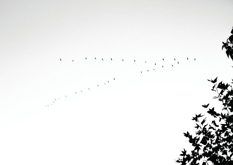 Silhouette of a flock of birds flying across a pale sky beside dark tree branch foliage
