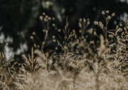 Backlit golden grass seed heads against a dark, blurred woodland background