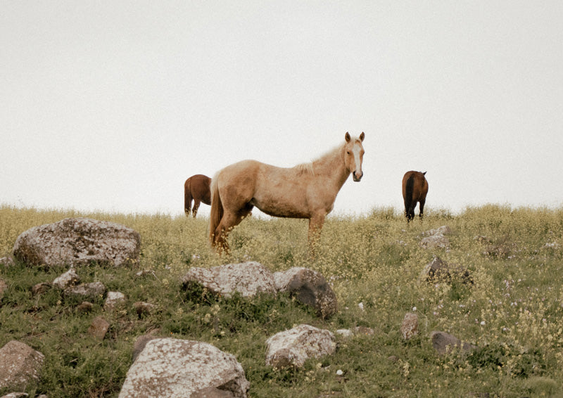 Horses On The Meadow