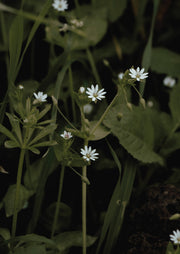 Close-up of small white wildflowers among green stems and leaves against a dark background