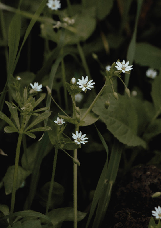 Close-up of small white wildflowers among green stems and leaves against a dark background