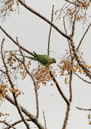 A green parakeet perched on a branch amid dried berries and bare twigs against a pale sky