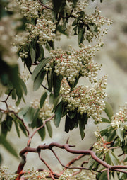 Close-up of cream flowering gum blossom clusters among green leaves and reddish branches