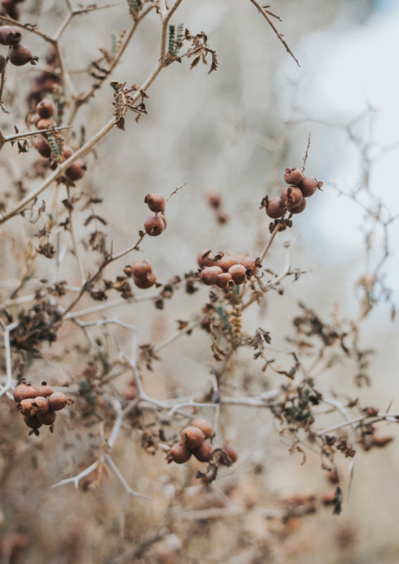 Close-up photograph of dried rosehip berries on thorny branches against a blurred pale background