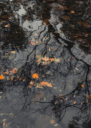 Orange autumn leaves floating on dark water with reflected bare branches and visible rocks below