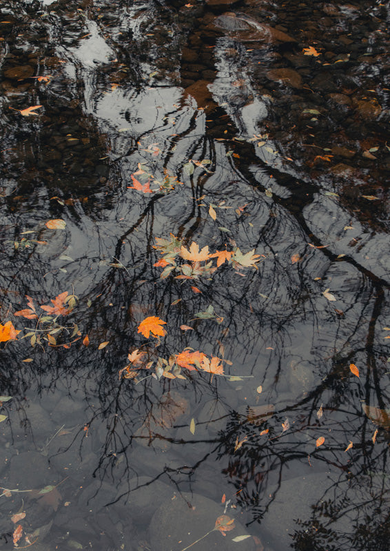 Autumn Leaves On Water