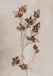 Close-up photograph of dried seed pods on a thin stem against a soft beige backdrop