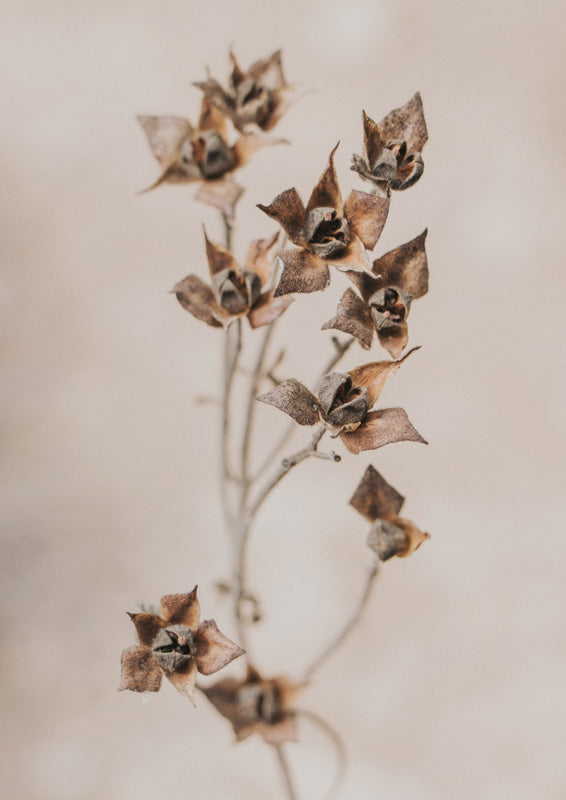 Close-up photograph of dried seed pods on a thin stem against a soft beige backdrop