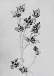 Monochrome close-up photograph of dried seed pods on a slender branch against a grey background