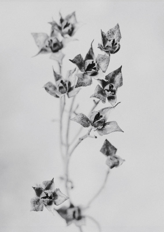 Monochrome close-up photograph of dried seed pods on a slender branch against a grey background