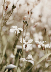 Close-up photograph of white wildflowers among grass stems with a blurred background