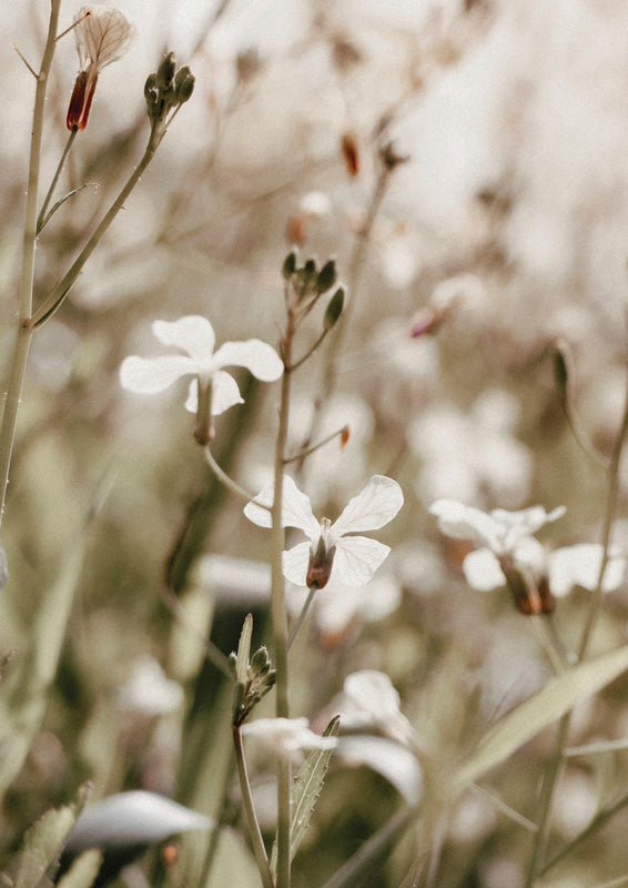 Close-up photograph of white wildflowers among grass stems with a blurred background