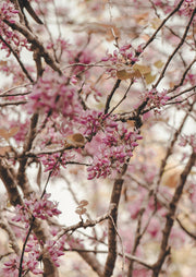 Close-up photograph of pink blossom branches with a soft, blurred background