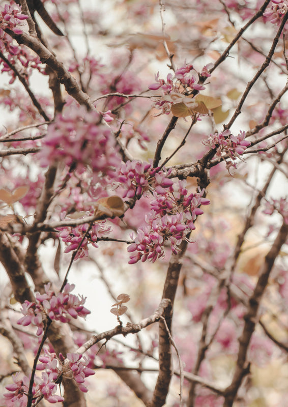 Close-up photograph of pink blossom branches with a soft, blurred background