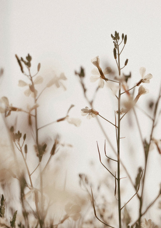 Close-up photograph of pale wildflower stems with soft-focus meadow background
