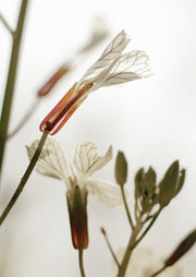 Macro photograph of a white gaura wildflower with veined petals against a pale background