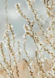Close-up of white blossom branches against a soft blue and beige blurred background.