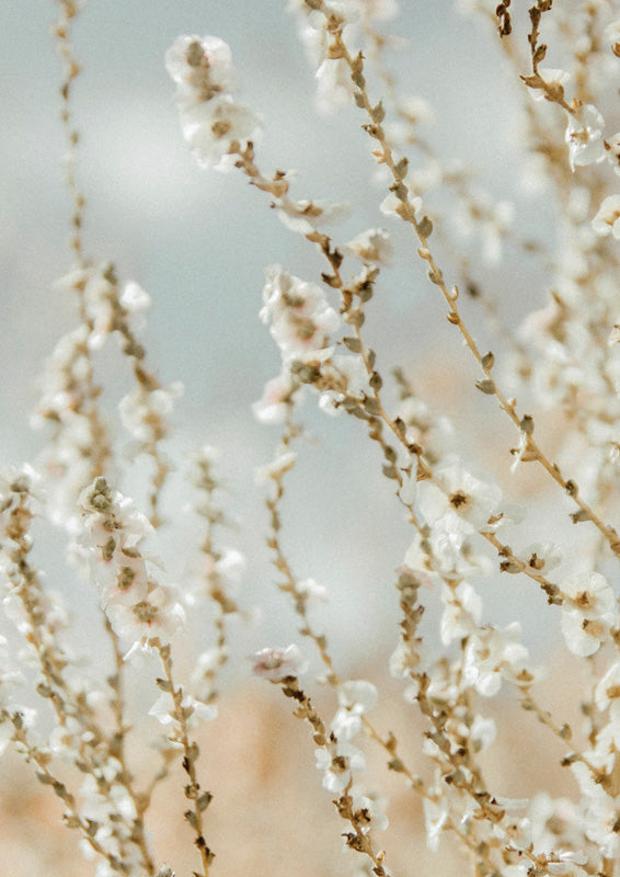 Close-up of white blossom branches against a soft blue and beige blurred background.