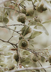 Close-up photograph of spiky seed pods and pale green leaves on branches