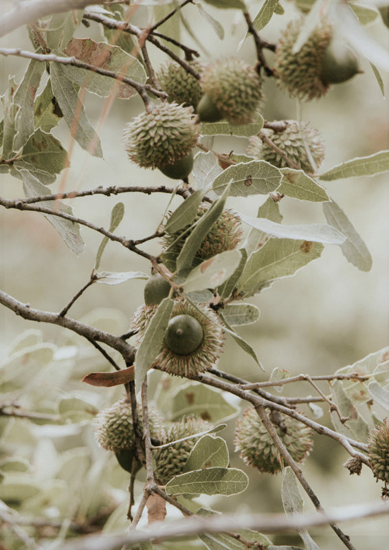 Close-up photograph of spiky seed pods and pale green leaves on branches