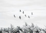Black and white photo of birds flying over marsh reeds under a pale sky