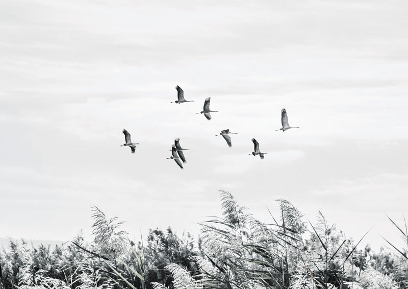 Black and white photo of birds flying over marsh reeds under a pale sky