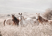 Three horses standing in a white wildflower field with hazy hills in the background