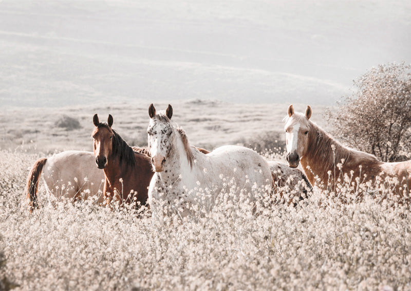 Horses In Wildflower Field