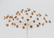 Close-up photograph of a dried seed head with radiating stems against a pale background.