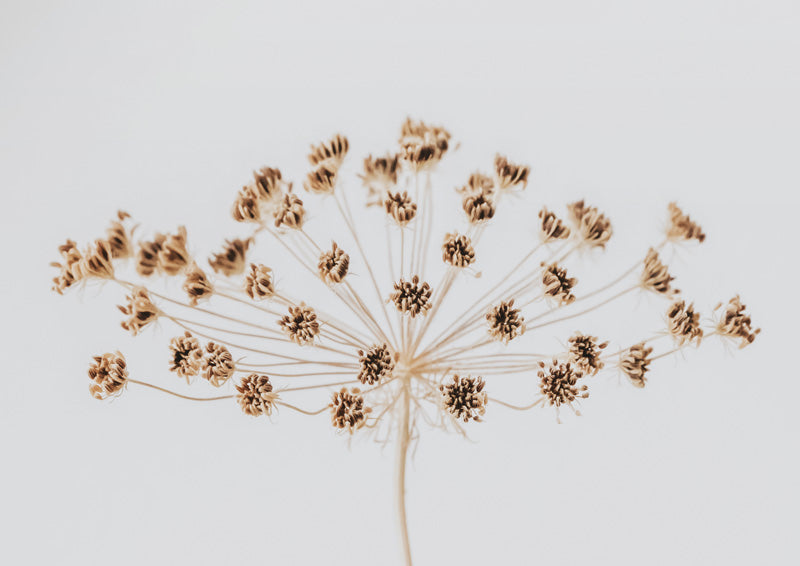 Dried Seed Head