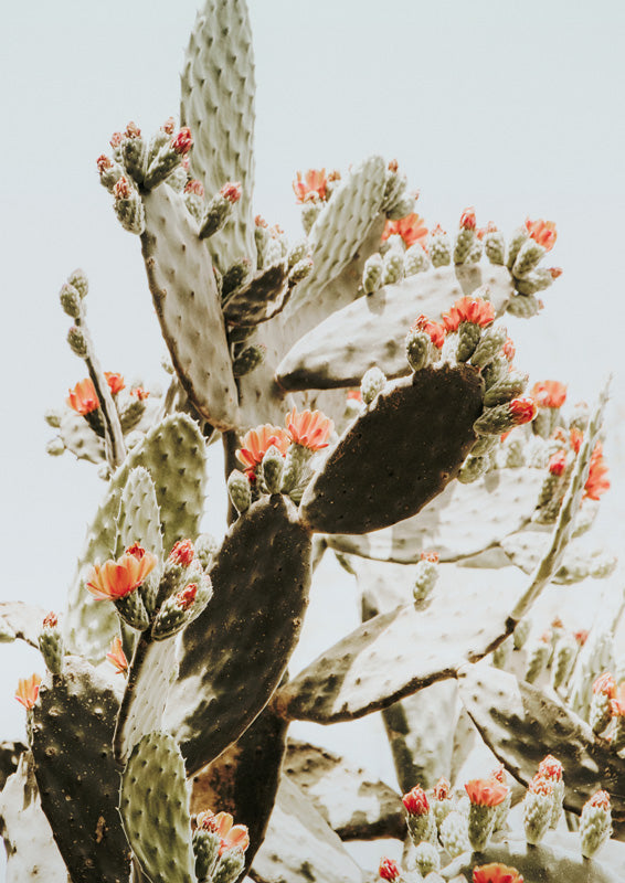 Close-up of a flowering prickly pear cactus with orange blossoms and pale desert paddles