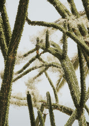 Close-up photo of overlapping cactus branches against a pale sky with fine spines.