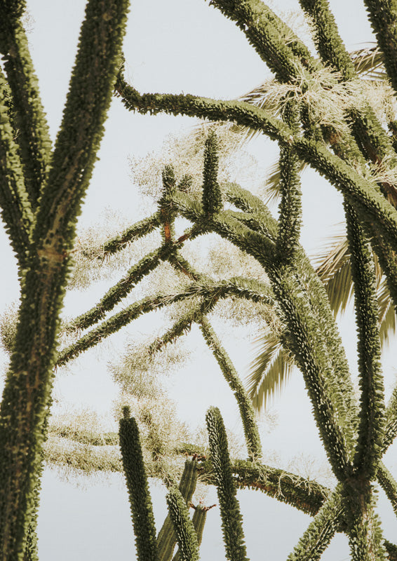 Green Cactus Silhouette