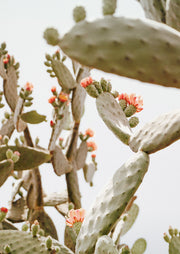 Close-up photo of prickly pear cactus paddles with coral flowers against a pale sky