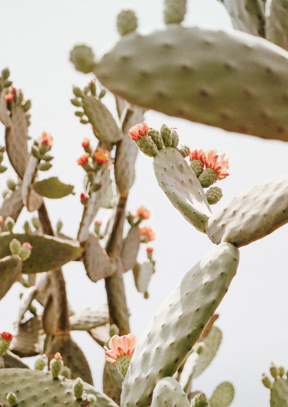 Close-up photo of prickly pear cactus paddles with coral flowers against a pale sky